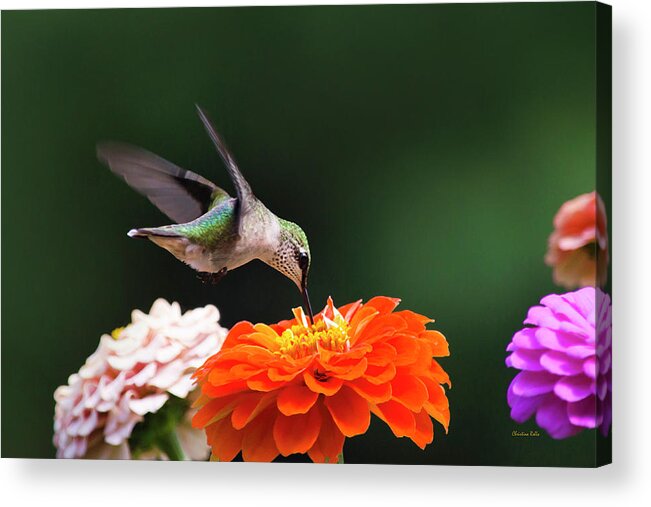 Hummingbird Acrylic Print featuring the photograph Hummingbird in Flight with Orange Zinnia Flower by Christina Rollo