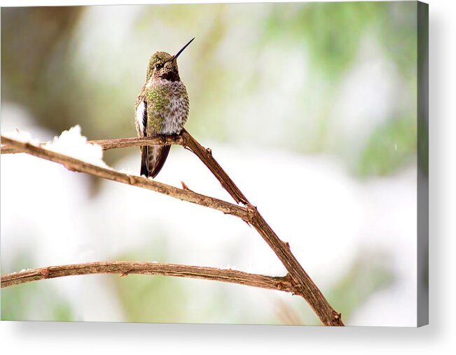 Annas Hummingbird Acrylic Print featuring the photograph Hummingbird on Snowy Branch by Peggy Collins