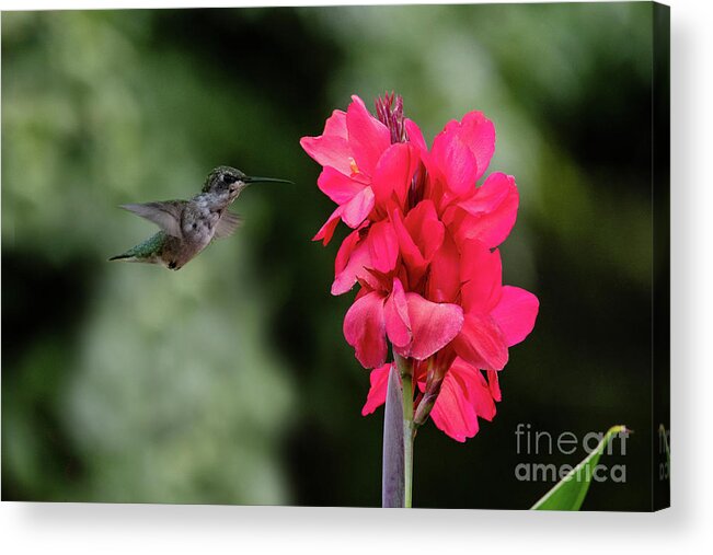 Green Acrylic Print featuring the photograph Hummingbird Red by Ed Taylor