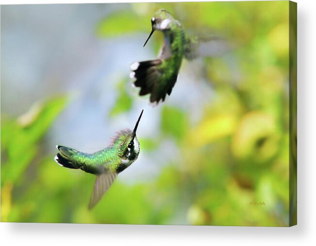Hummingbirds Acrylic Print featuring the photograph Hummingbirds Ensuing Battle by Christina Rollo