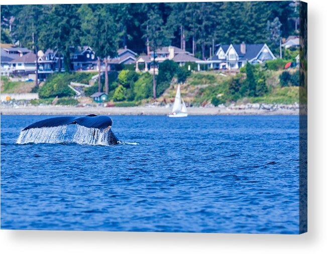 Humpback Tail Acrylic Print featuring the photograph Humpback Fluke by Michelle Pennell