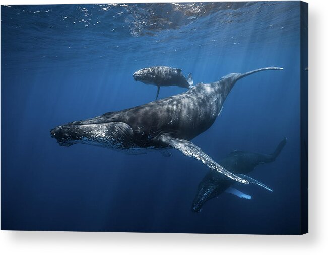 Whale Acrylic Print featuring the photograph Humpback Whale Family's by Barathieu Gabriel