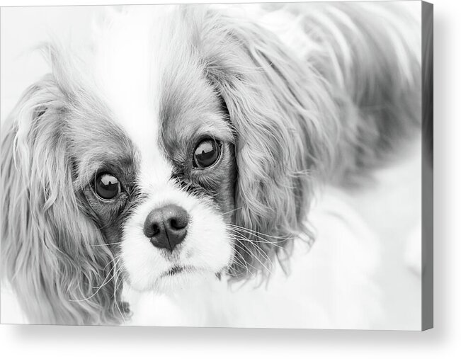 Cute Acrylic Print featuring the photograph I Love You by Tanya C Smith