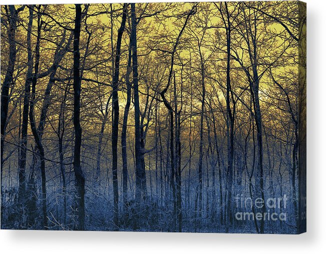 Woodland Acrylic Print featuring the photograph Ice Cold by Mike Eingle