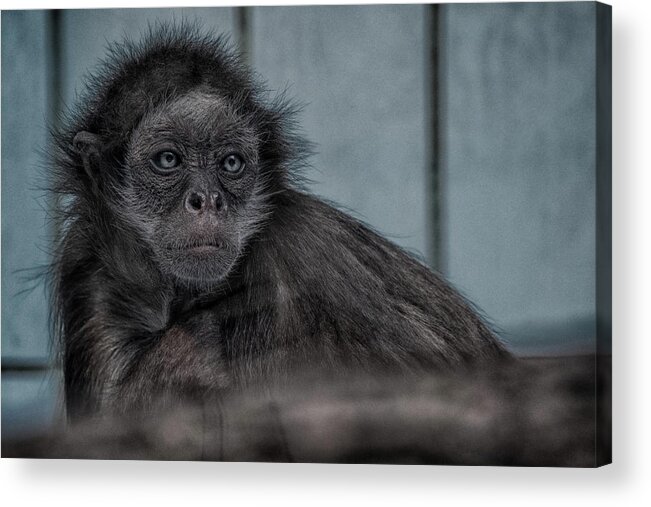 Animal Acrylic Print featuring the photograph If You're Feeling Sinister by Rabiri Us