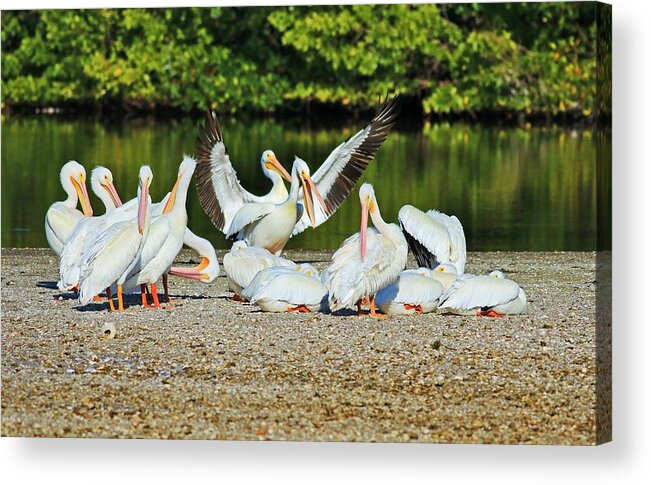 Pelicans Acrylic Print featuring the photograph I'm Not Arguing I Am Explaining Why I Am Right by Michiale Schneider