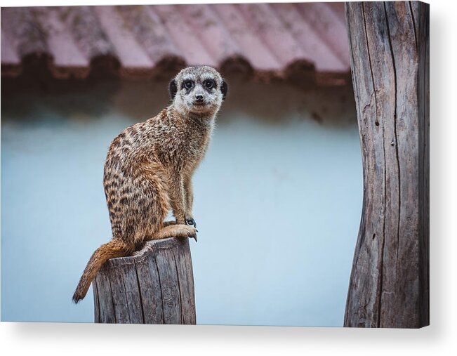 Animal Acrylic Print featuring the photograph I\'m Watching You by Ajkabajka