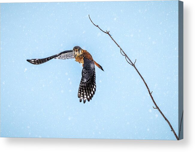 American_kestrel Acrylic Print featuring the photograph In Flight Pursuit by Steven Zhou