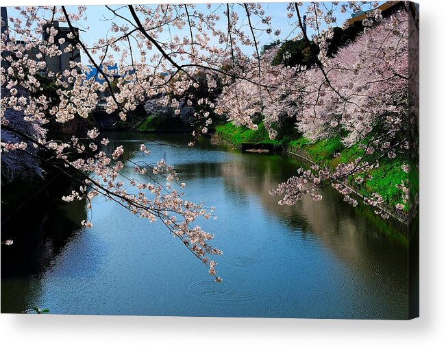 Scenics Acrylic Print featuring the photograph In Full Blossom by I Love Photo And Apple.