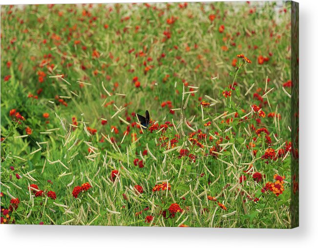 Meadow Acrylic Print featuring the photograph In the Middle of the Meadow by Liz Albro