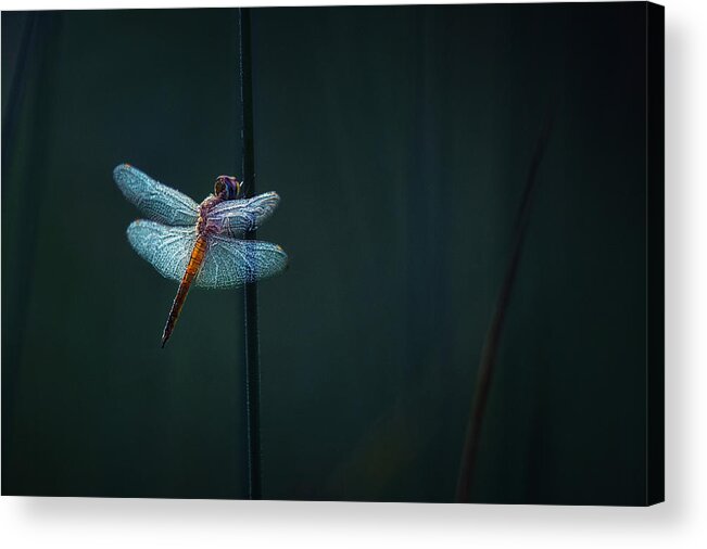 Dew Acrylic Print featuring the photograph In The Morning Dew by Takafumi Yamashita