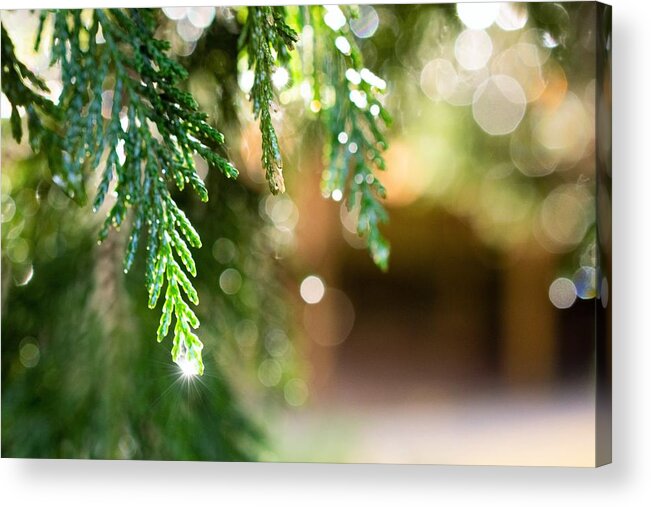 Pine Needles Acrylic Print featuring the photograph In the Pines After the Rain by Mary Ann Artz
