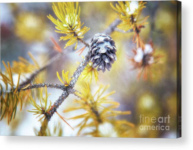 Pine Tree Acrylic Print featuring the photograph In the Pines by Becqi Sherman