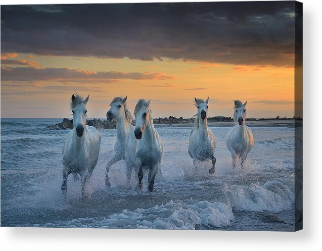 Horses Acrylic Print featuring the photograph In The Waves by Muriel Vekemans
