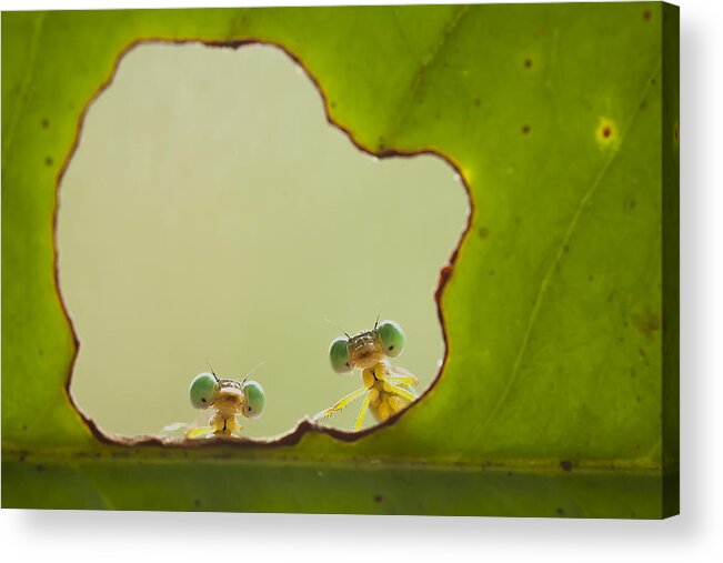 Insect Acrylic Print featuring the photograph In The Windows by Abdul Gapur Dayak