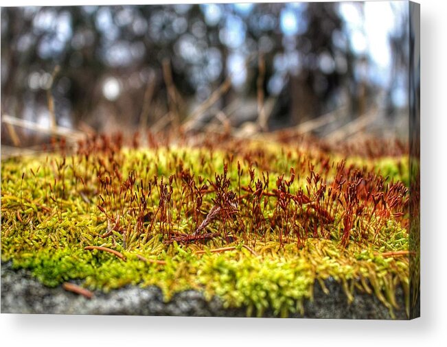 Moss Acrylic Print featuring the photograph Inchoate by Christopher Lotito
