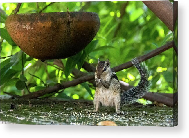 Squirrel Acrylic Print featuring the photograph Indian Palm Squirrel by Amy Sorvillo