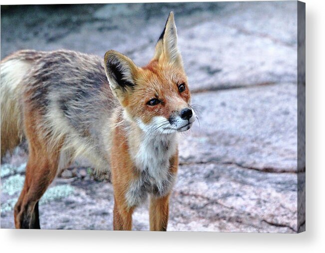 Fox Acrylic Print featuring the photograph Inquisitive Fox by Debbie Oppermann