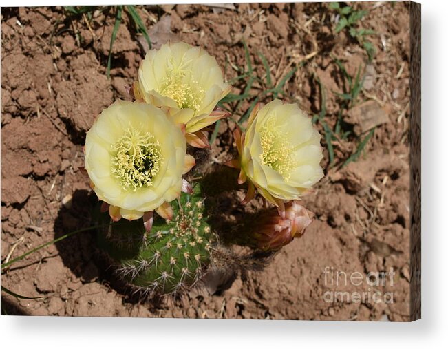 Cactus Acrylic Print featuring the digital art Is in it time? by Yenni Harrison
