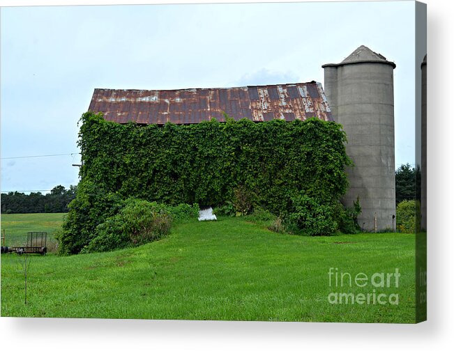 Barn Acrylic Print featuring the photograph Ivy Leaguer by Scott Ward