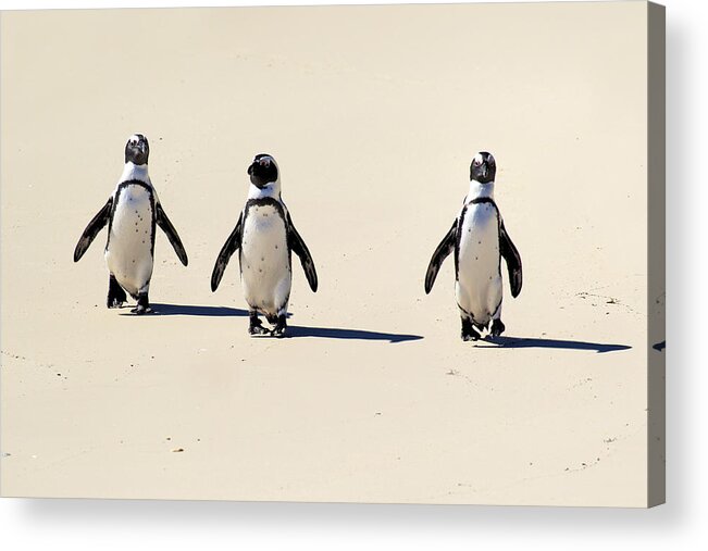 Three Animals Acrylic Print featuring the photograph Jackass Penguin by Tier Und Naturfotografie J Und C Sohns