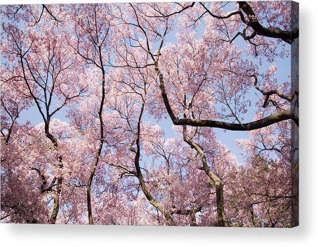 Viewpoint Acrylic Print featuring the photograph Japan, Nagano, Cherry Tree Blossoming by Akira Kaede