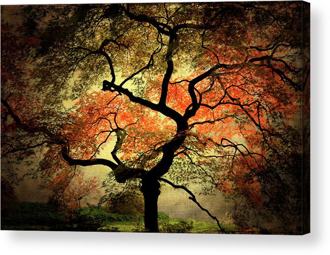 Tree Acrylic Print featuring the photograph Japanise by Philippe Sainte-Laudy