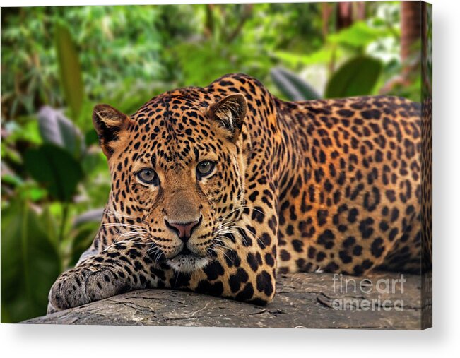 Javan Leopard Acrylic Print featuring the photograph Javan Leopard in Rainforest by Arterra Picture Library