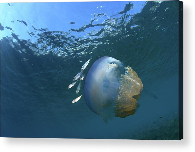 Underwater Acrylic Print featuring the photograph Jellyfish by 548901005677
