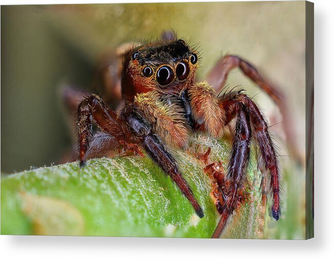 Jumping Spider Acrylic Print featuring the photograph Jumping Spider by Sherif