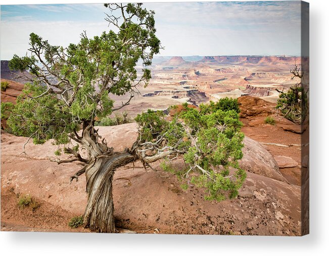 Canyonlands National Park Acrylic Print featuring the photograph Juniper over the Canyon by Kyle Lee