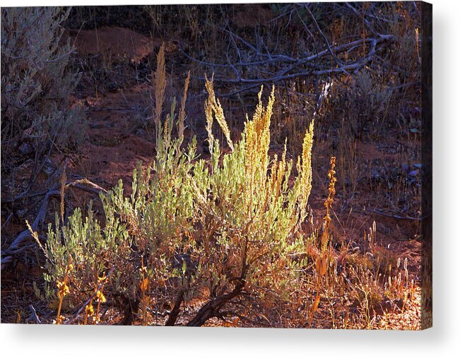 Kanab Coral Sand Dunes Desert Scrub Greens And Yellows Acrylic Print featuring the photograph Kanab Coral Sand Dunes desert scrub greens and yellows 6670 by David Frederick