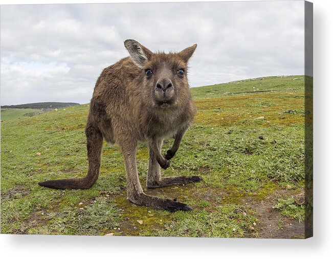 Kangaroo Acrylic Print featuring the photograph Kangariosity by Andrea Izzotti