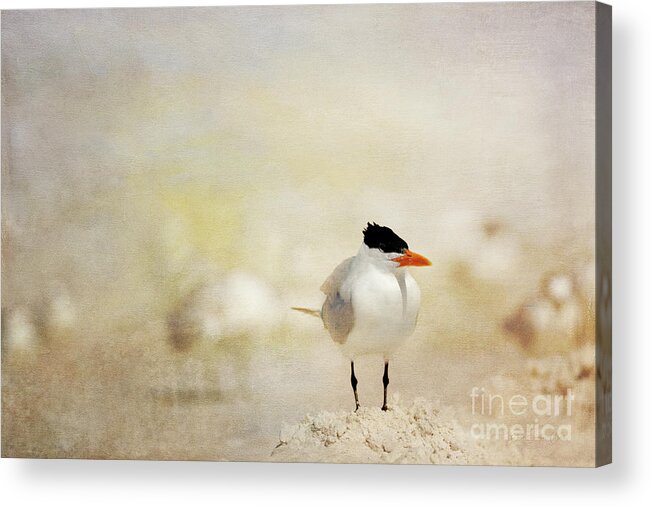 Royal Tern Acrylic Print featuring the photograph King of the Sand Pile by Beve Brown-Clark Photography