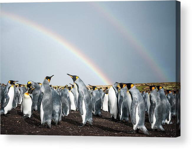 Animal Acrylic Print featuring the photograph King Penguin Colony Under Rainbows by Tui De Roy