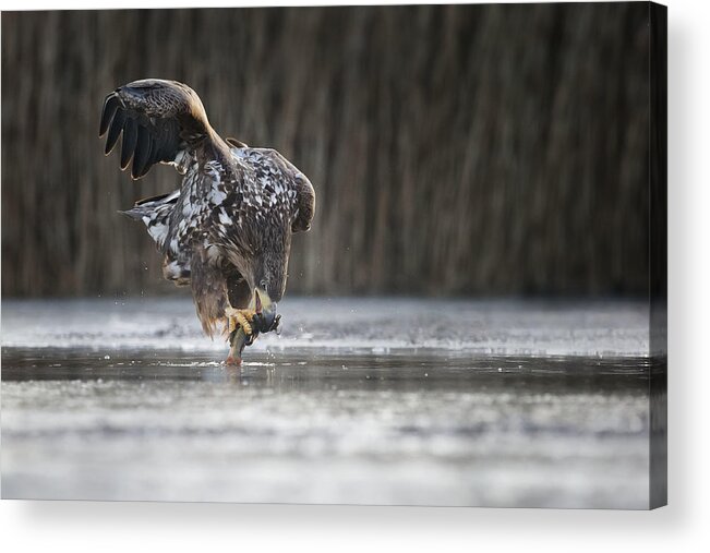 Eagle Acrylic Print featuring the photograph Kiss Of Death by Phillip Chang