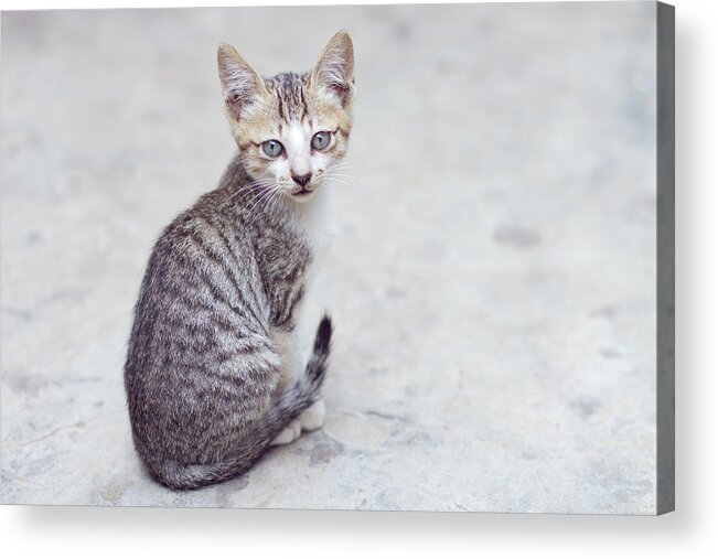 Pets Acrylic Print featuring the photograph Kitten by Nga Nguyen