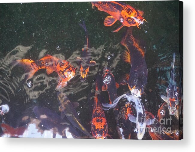 Koi Acrylic Print featuring the photograph Koi in a Pond by Jimmy Clark