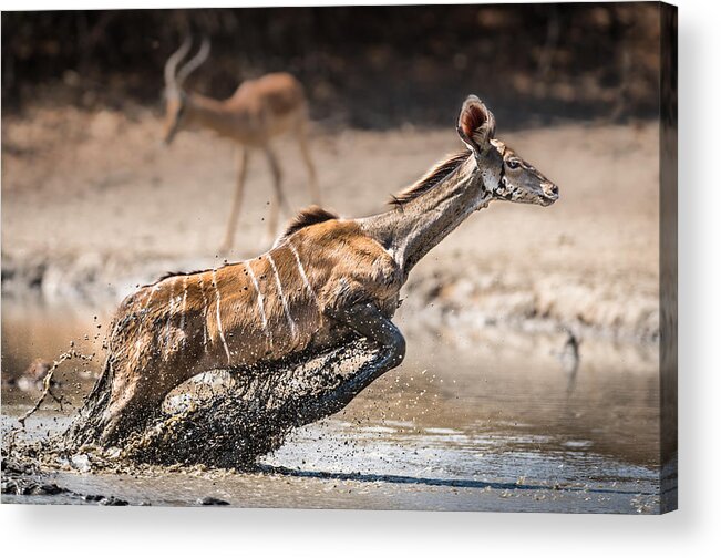 Zimbabwe Acrylic Print featuring the photograph Kudu Jump by Thomas Andersson