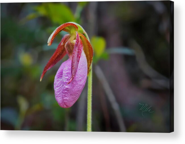 Macro Photography Acrylic Print featuring the photograph Lady Slipper Orchid by Meta Gatschenberger