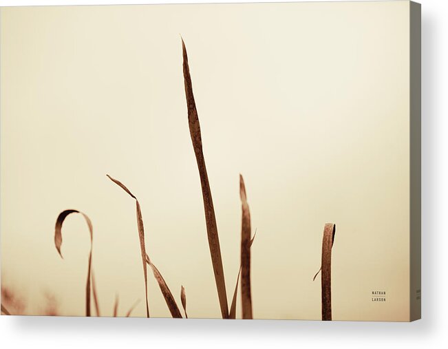 Brown Acrylic Print featuring the photograph Lakeside Grasses II by Nathan Larson