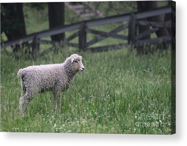 Sheep Acrylic Print featuring the photograph Lamb in the Spring by Rachel Morrison