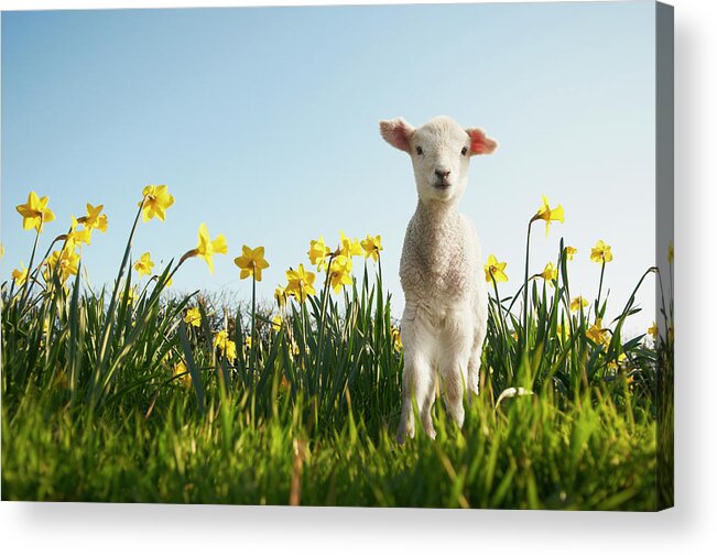 Beginnings Acrylic Print featuring the photograph Lamb Walking In Field Of Flowers by Peter Mason