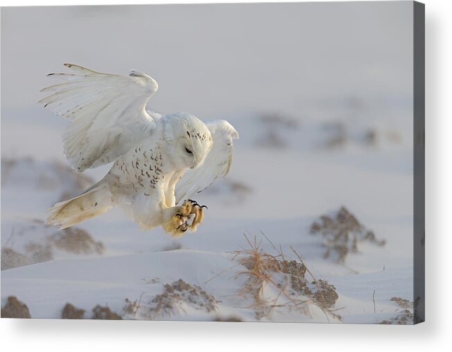 Owl Acrylic Print featuring the photograph Landing by Cheng Chang
