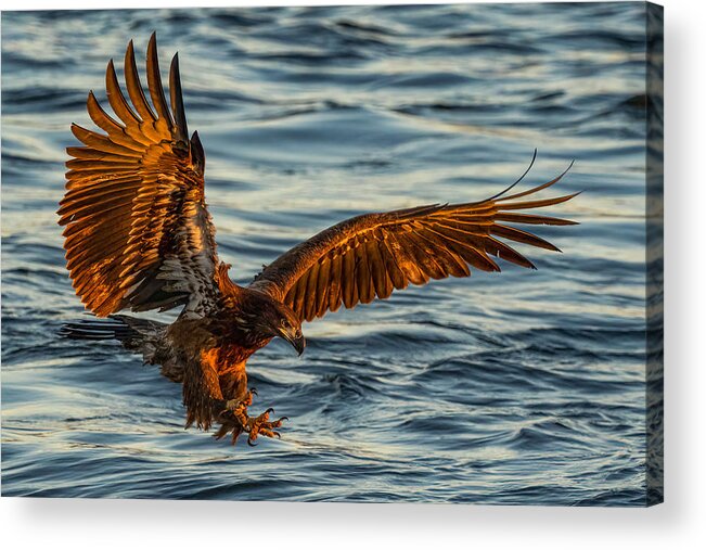 Bald Eagle Acrylic Print featuring the photograph Last Catch by John Fan