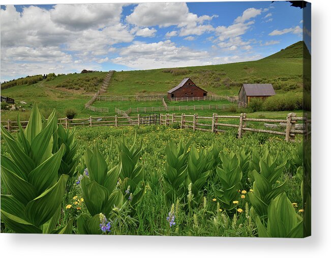 Colorado Acrylic Print featuring the photograph Last Dollar Road Ranch Scene by Ray Mathis