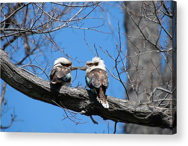 Laughing Acrylic Print featuring the photograph Laughing Kookaburras at Fitzroy Gardens by Patrick Nowotny