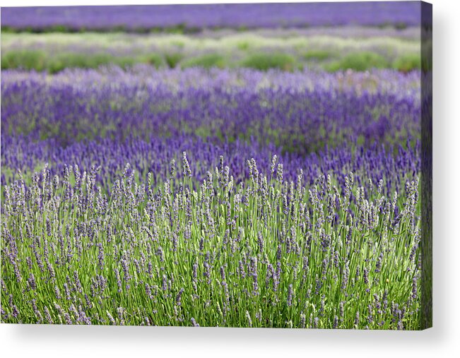 Tranquility Acrylic Print featuring the photograph Lavender by Andrew Dernie