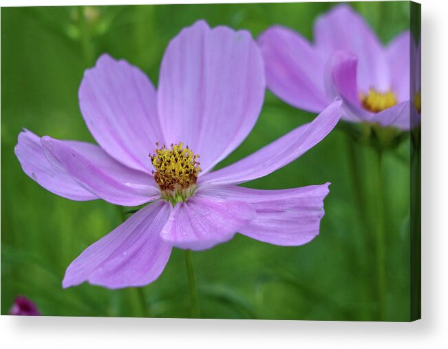 Flower Acrylic Print featuring the photograph Lavender Bloom by Mary Anne Delgado