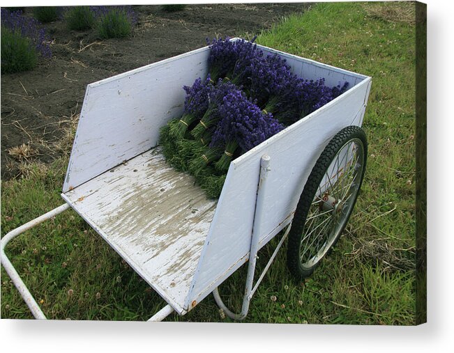 Garden Acrylic Print featuring the photograph Lavender Farm Harvest by Leslie Struxness